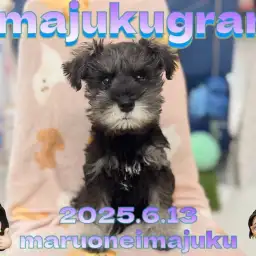 【 イマジュクグラム 】生後3ヶ月の穏やか甘えん坊度が上昇中なシュナちゃま！