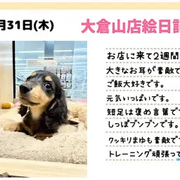 【 ミニチュアダックスフント 】仲間入りして2週間！小柄なレディは尻尾ブンブン！