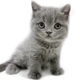 ブリティッシュショートヘア