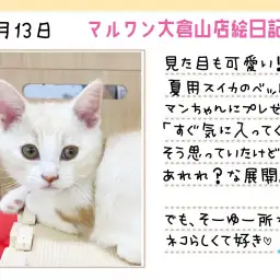 【 マンチカン 】見た目も可愛いスイカのサマーベットをプレゼント！