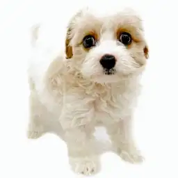 MIX（キャバリアキングチャールズスパニエル×ビションフリーゼ）