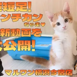 【 マンチカン 】イケメンにゃんこの超短足！きのきの厳選ギャラリー集をお届け！