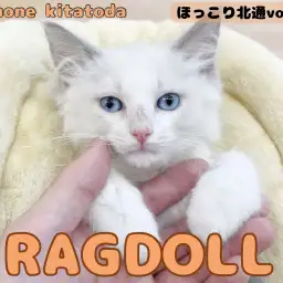 【 ほっこり北通vol.186 】穏やかおっとり優しいラグドールの女の子入店!