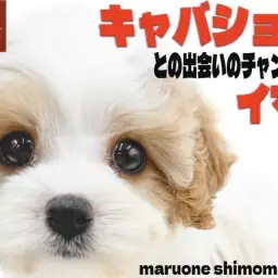 【 MIX 】キャバリアとビションの魅力を受け継ぐ大きな瞳が印象的なキャバション