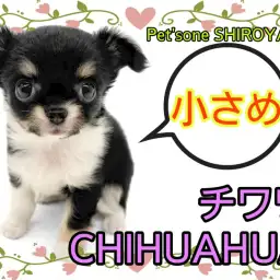 【 チワワ 】小さめでも元気は無限大!可愛さ全開のちーちゃん