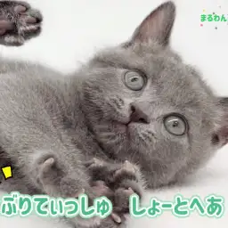 【 ブリティッシュショートヘア 】 まんまるお顔のツンデレ王子が井の頭線高井戸に降臨