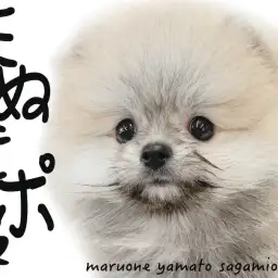 【 ポメラニアン 】クリームセーブルの愛されフェイスのたぬきポメが大和市にキタ!