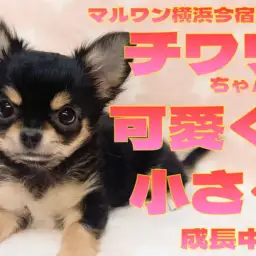【 チワワ 】目ヂカラ最強！甘え上手なブラックタンの女の子！最新情報をお届け！