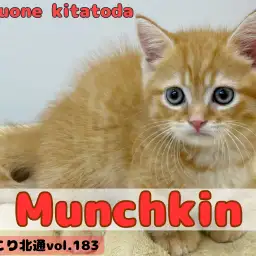 【 ほっこり北通vol.183 】愛嬌たっぷり短足ボディで最高の癒し空間をお届け