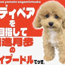 【 トイプードル 】生後4か月！ナチュラルテイルのトイプーの2ndブログ！