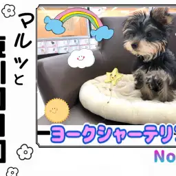 【 マルっと東川口日和No.52 】動く宝石!世界一の美しさを持つ小さなヨーキー