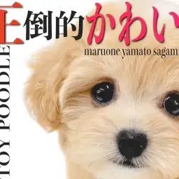 【 MIX 】チワワとトイプードルの要素を感じさせる圧倒的かわいらしさのチワプー