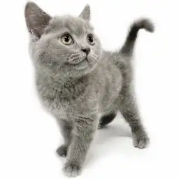 ブリティッシュショートヘア