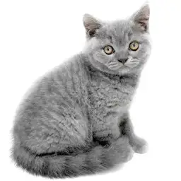 ブリティッシュショートヘア