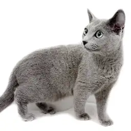 ロシアンブルー