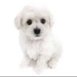 ビションフリーゼ