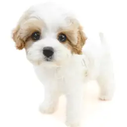 MIX（キャバリアキングチャールズスパニエル×ビションフリーゼ）