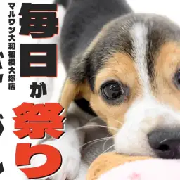 【 ビーグル 】マニフェストは全力で楽しむこと！毎日が祭りの生活をお届けします！