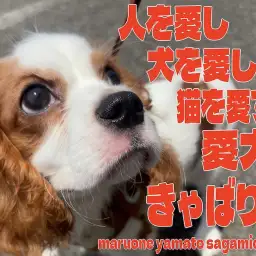 【 キャバリア 】ワクチン完了！成長真っ盛りのキャバちゃん、いざお外デビューへ！