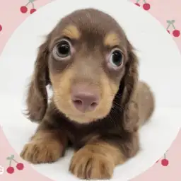 【 ミニチュアダックス 】ふんわり優しい！大人気チョコタンカラーの男の子！