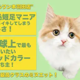 【 ミヌエット 】オンリーにゃん感満載！夫婦で楽しもう短足美女生活！