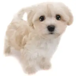 MIX（マルチーズ×トイプードル）