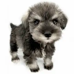 ミニチュア・シュナウザー