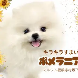 【 ポメラニアン 】圧倒的なポメスマイルで皆にご挨拶！ポメちゃんが志村坂下に登場