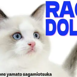 【 ラグドール 】穏やかな瞳で寄り添い幸せを与える柔和な癒し系の猫が大和市に!