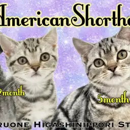 【 アメリカンショートヘア 】絵画のような美しさの女の子はベタベタの甘えん坊!