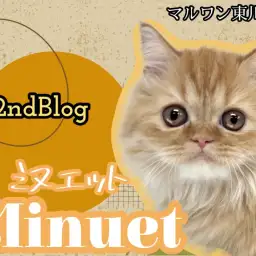 【 ミヌエット 】ゆっくり成長中のミヌちゃんに密着！幼さ残る童顔フェイス