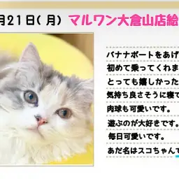 【 スコティッシュフォールド 】バナナに初乗り!キャリコカラーは黄色がお似合い!