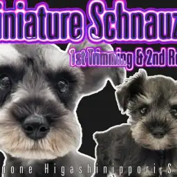 【 ミニチュアシュナウザー 】生後4ヵ月の甘えん坊！初めてのトリミング体験！