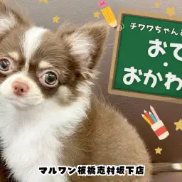 【 犬のしつけ 】誰でも簡単！チワワちゃんと基本的なコマンドの教え方を解説！