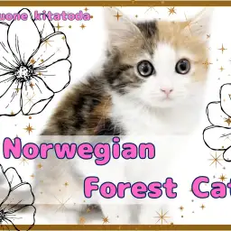 【 ノルウェージャン 】全開甘えん坊girl!ちょっぴり珍しいカラーの女の子入店!