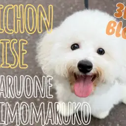 【 ビションフリーゼ 】社交性抜群！愛されキャラ代表！魅力いっぱいの成長記録！