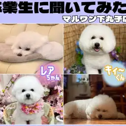 【 卒業生インタビューVol. 4 】まんまるふわもふ癒し犬！ビションフリーゼ編