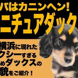 【 ミニチュアダックス 】セクシーさ秘めた優しい瞳の小さめサイズがやってきた！