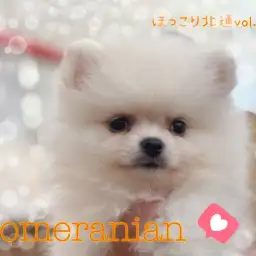 【 ほっこり北通vol.184 】フワフワ被毛のとびきり懐こいポメラニアン!!