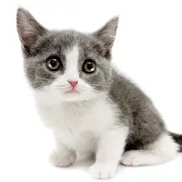 ブリティッシュショートヘア