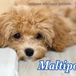 【 マルプー 】短足自慢の子グマ顔男子、マルプー君の生後5ヶ月の今をご紹介