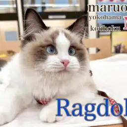 【 ラグドール 】リアルヌイグルミにゃんこラグちゃんご紹介3rdブログ