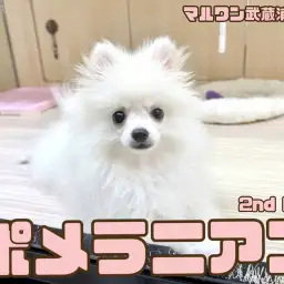 【 ポメラニアン 】涙やけのないクリームカラーが魅力の小柄な男の子！