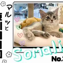 【 マルっと東川口日和No.39 】希少な姿の超美猫ソマリちゃん！