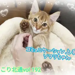 【 ほっこり北通vol.192 】コミュニケーション上手なにゃんこソマリちゃん