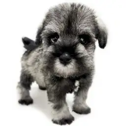 ミニチュア・シュナウザー