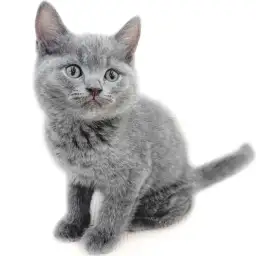 ブリティッシュショートヘア