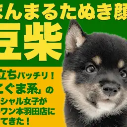 【 豆柴 】ウルトラ級の丸顔こぐま系！大人気黒豆柴が東京大田区に出現だ！