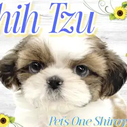 【 シーズー 】来店した「神の使い」はモデル級のイケメン男子!