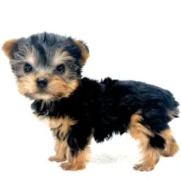 ヨークシャーテリア